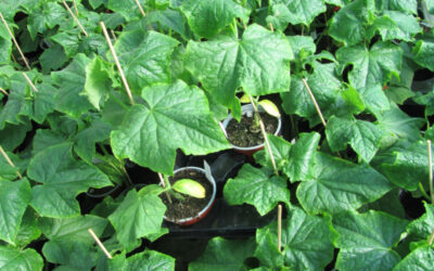 Holen Sie mehr aus Ihrem Garten!