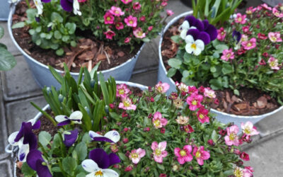 Winterharte Stauden und Bodendecker