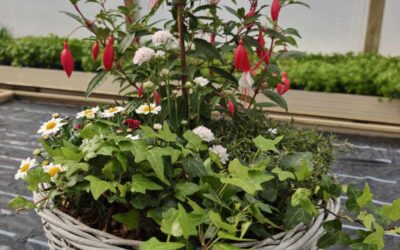 Neue Körbe eingetroffen!